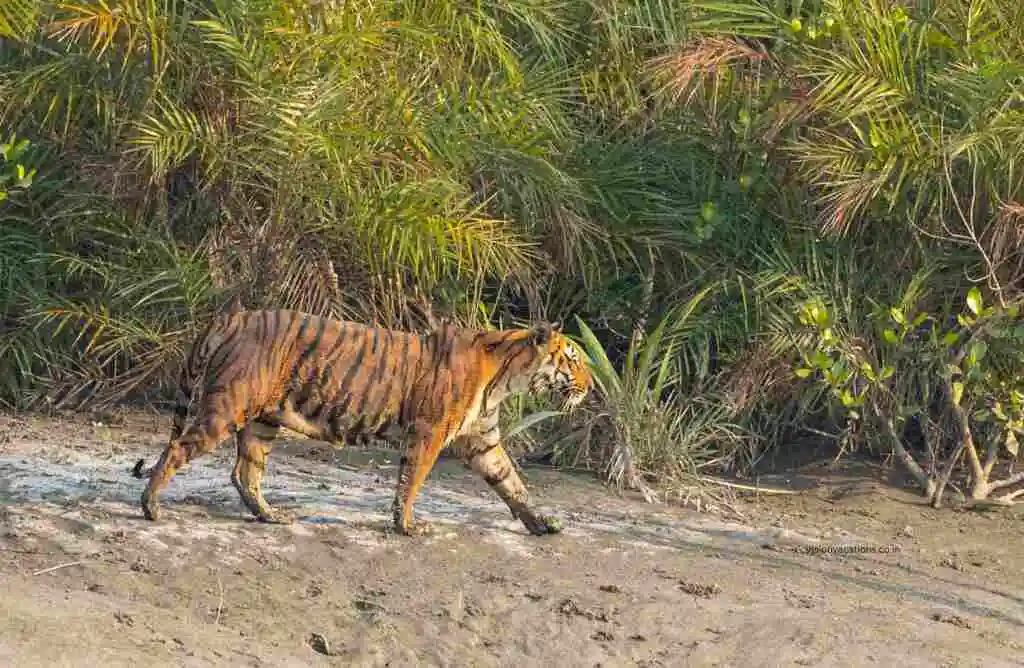 Sundarban National Park, West Bengal